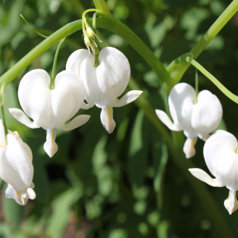 Дицентра великолепная Alba