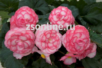 Изображение загружено обработкой по данным файла Excel