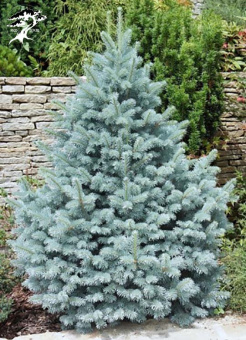 Ель колючая `Глаука Маджестик Блю`,Picea pungens (C 7,5, 30-50, V)