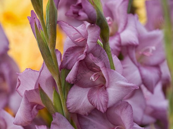 Гладиолус Милена