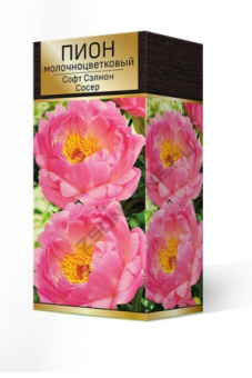 Пион гибридный Софт Салмон Сосер* 2-3/К