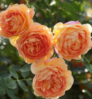 Роза английская Леди оф Шаллот С12,5