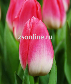 Изображение загружено обработкой по данным файла Excel