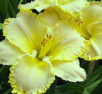 Лилейник гибридный Вилла Ванилла