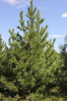 Сосна кедровая сибирская, кедр сибирский Penus sibirica, в горшке 1л, 9-15 см