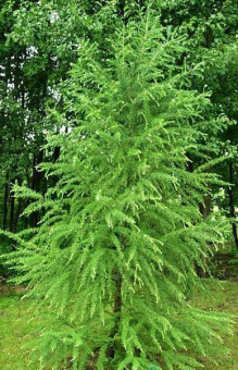 Лиственница европейская, Larix Decidua, в горшке 1л, 15-35 см