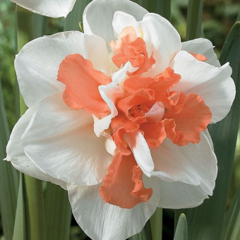 Нарцисс Махровый Май Стори