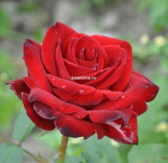 Изображение загружено обработкой по данным файла Excel