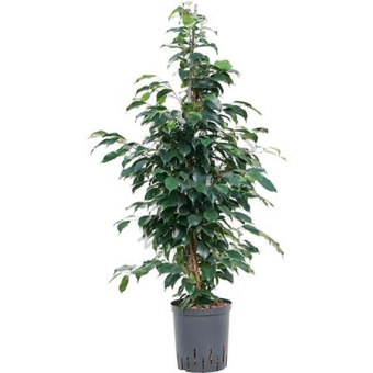 Фикус Бенджамина Экзотик D21см H110см