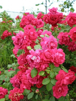 Изображение загружено обработкой по данным файла Excel