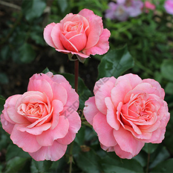 Роза флорибунда Боттичелли