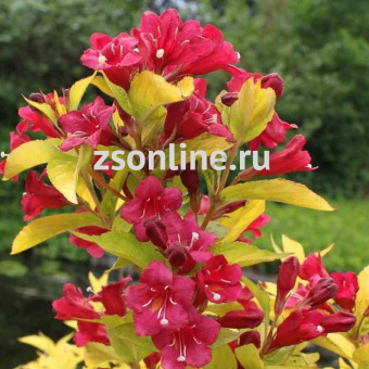 Изображение загружено обработкой по данным файла Excel