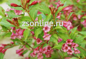 Изображение загружено обработкой по данным файла Excel