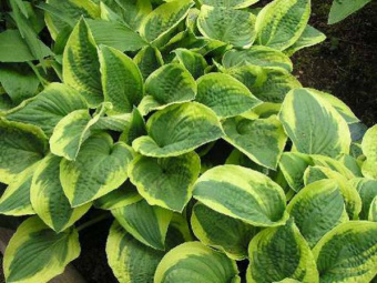 Хоста гибридная Summer Breeze, лист салатовый с темно-зеленым центром, С 2, 55 см