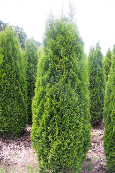 Туя западная (Thuja occidentalis Holmstrup C2 30-40)