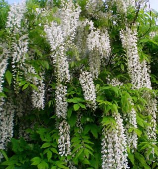 wisteria-floribunda-alba-glycine-du-japon-blanche