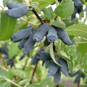 Жимолость съедобная Княгиня (С2)