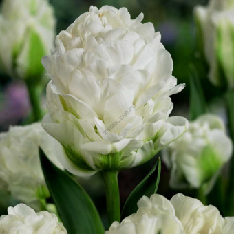 Тюльпан Махровый поздний Харбор Лайт, 10 шт