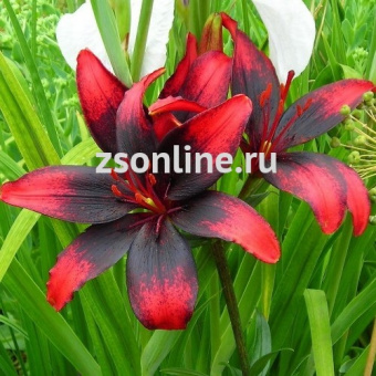 Изображение загружено обработкой по данным файла Excel