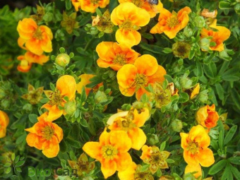 15493597381158743837