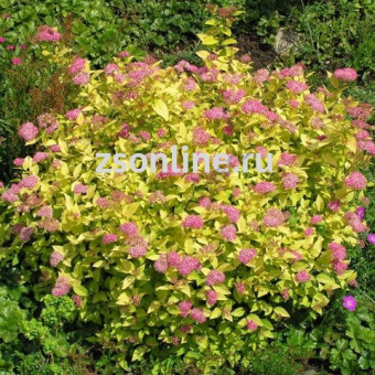 Изображение загружено обработкой по данным файла Excel