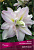Лилия Восточная махровая Дабл Измаил, белый с нежно-розовым краем и желтоватой полосой по центру, 1 шт