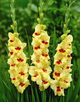Гладиолус Джестер