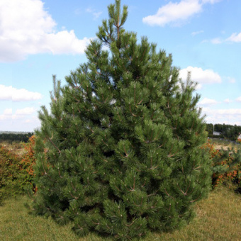 Сосна черная, Pinus nigra, в горшке 2л, 30-40 см