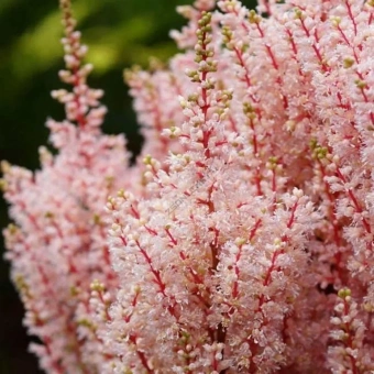 Астильба японская Лук эт Ми (С1,5)