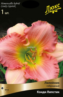 Изображение загружено обработкой по данным файла Excel