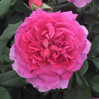 Роза английская парковая Габриэль Оук