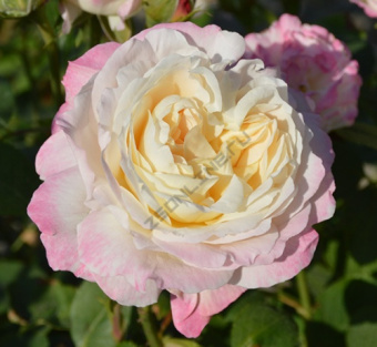 Роза флорибунда Андре Брише/ЦКор