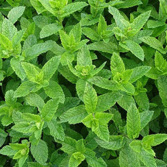 Мята Свисс (С1,5)