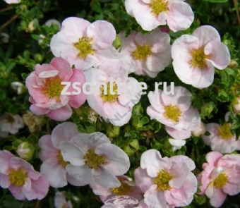 Изображение загружено обработкой по данным файла Excel