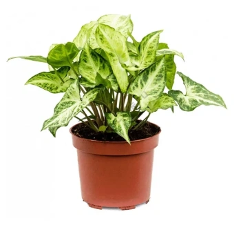 Сингониум микс D12 H25 см