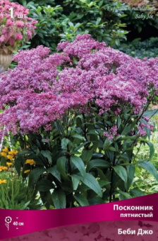 poskonnik_pyatn_baby_joe_kaper