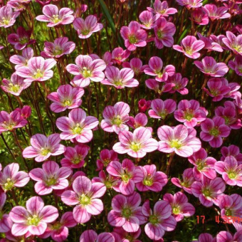 Камнеломка Арендса