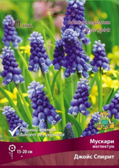 Мускари неглектум Джойс Спирит 7-8/К 10шт