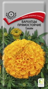 barhatsy_pryamost_gavaiy