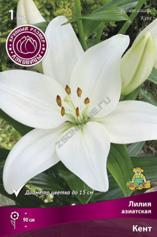 Лилия Азиатская Кент 16-18/К 1шт