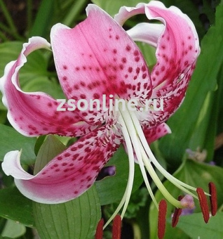 Изображение загружено обработкой по данным файла Excel