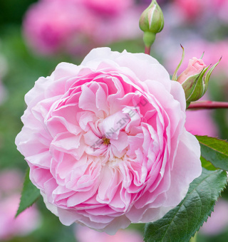 НоменклатураПрисоединенныеФайлы