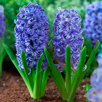 4631c3b719da0ceae3d16ab96e2c72ae