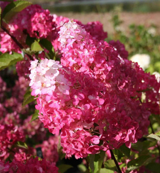 Гортензия метельчатая Фрайз Мельба