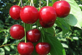 desertnaya-morozovoj2