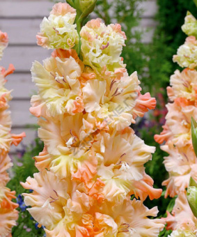 Гладиолус Сочи