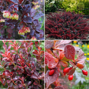 Барбарис Тунберга Атропурпуреа Нана, С 5, 20-25 см