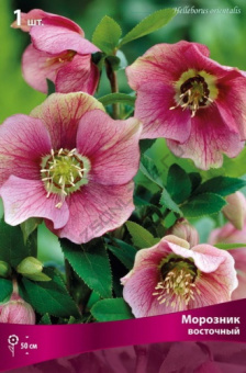 Морозник восточный (кремово-зеленый с розовым)1 шт