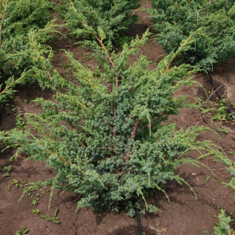 Можжевельник китайский Blue Alps Р17,20-25см
