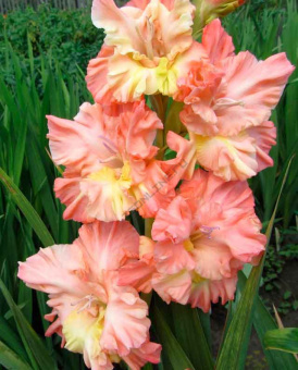 Гладиолус Графиня